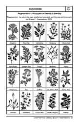 Sun Herbs - Esoteric Beauty Treatment - Esoteric treatment